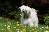 CHIEN NU CHINOIS 187